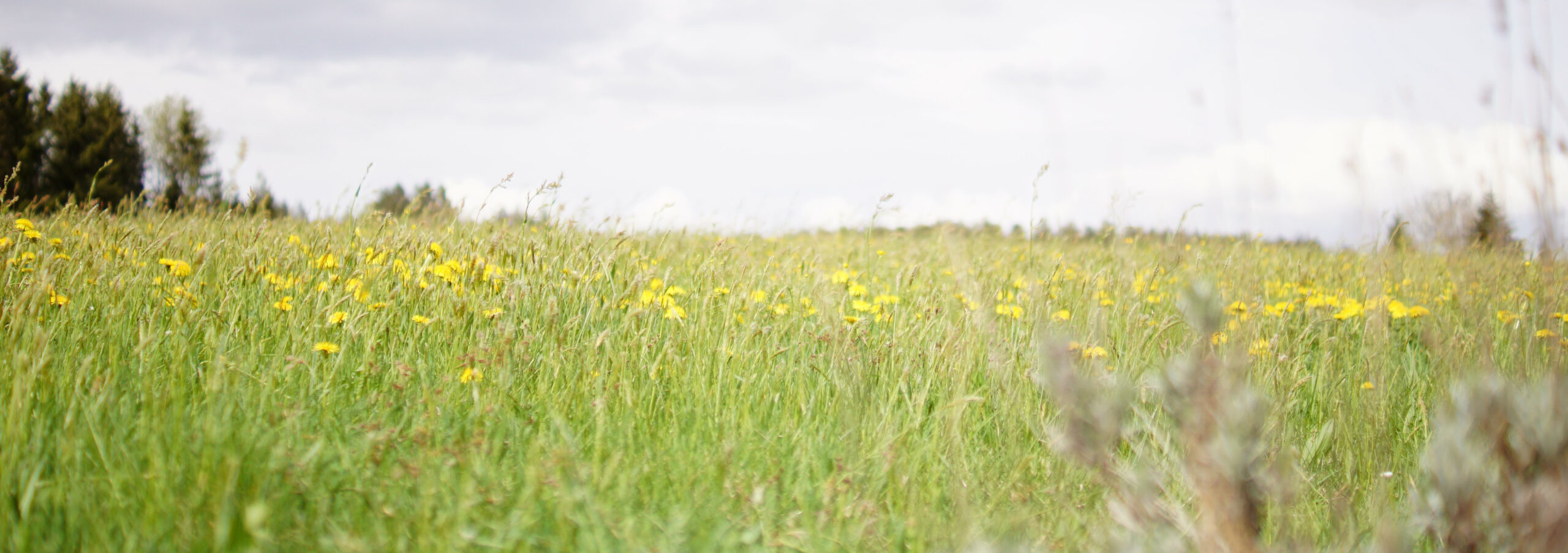 Weidemilch ab sofort Verfügbar!