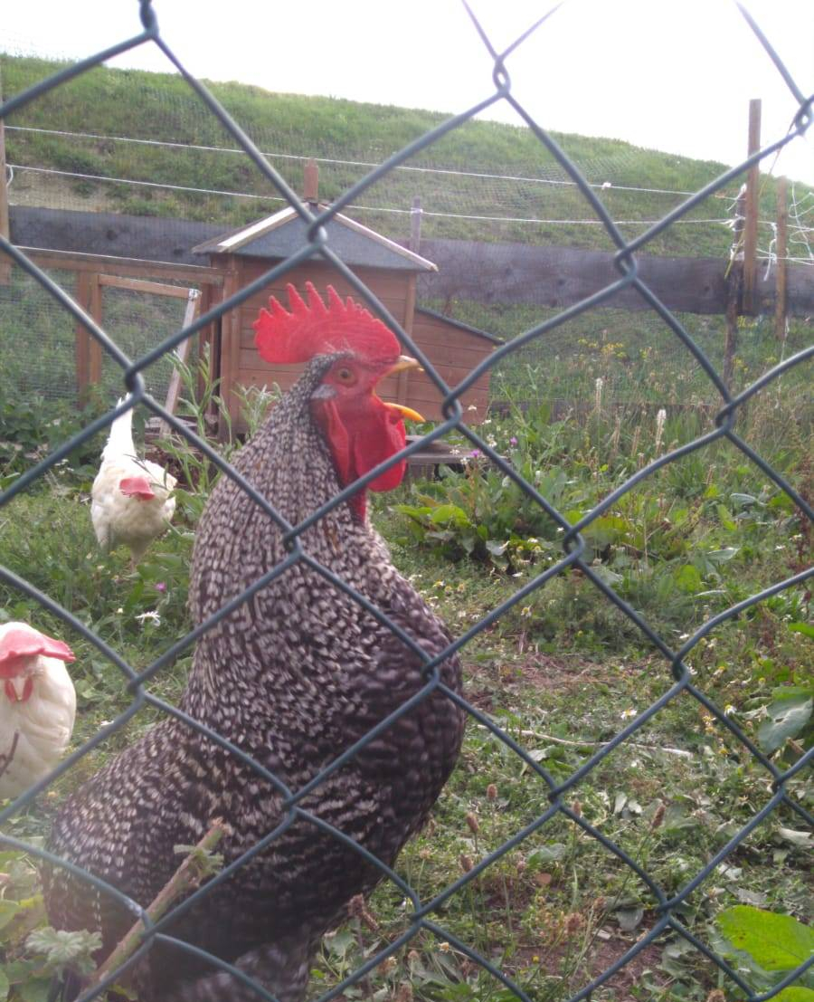 Ein neuer Hofbewohner!